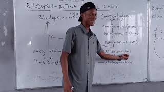 RHODOPSINRETINAL VISUAL CYCLE BIOCHEMISTRY OF VISION [upl. by Winikka]