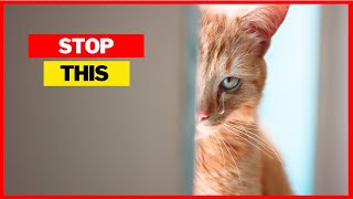 10 Things That Emotionally Hurt Your Cat [upl. by Erlin548]