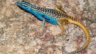 Platysaurus attenboroughi  spectacularly coloured lizard named after Sir David Attenborough [upl. by Elokin967]