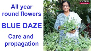 All year round flowers Blue dazeCare and propagation [upl. by Bush]