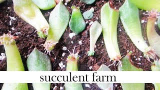 How To Propagate Succulents Like A BOSS [upl. by Juback]