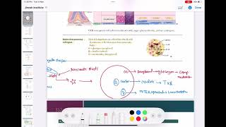 pancreas anatomy and physiology endocrinology 4  First Aid USMLE Step 1 in UrduHindi [upl. by Mayor281]