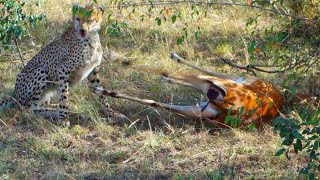 Cheetah Eat Impala Gazelle Alive Long Version [upl. by Gaither]