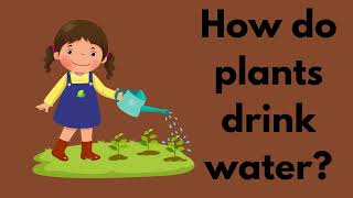 How Do Plants Drink Water  Explainer Video [upl. by Rdnaskela]