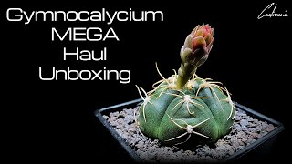 Gymnocalycium Mega Haul Unboxing  18 Stunning Gymnos [upl. by Cammy]