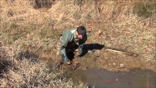 Beaver Trapping with Conibear  Body Gripping Traps 45 [upl. by Ycal]