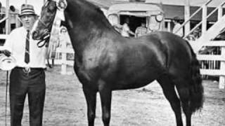 The Original Morgan Horse [upl. by Crissie]