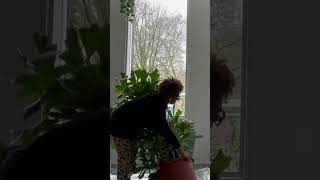 Caryota Mitis repotting asmr indoorplanting caryotamitis [upl. by Naasah272]