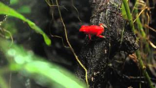 Oophaga Pumilio Salt Creek Feeding [upl. by Migeon]