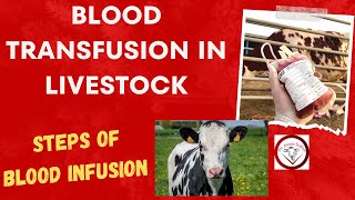 Blood transfusion in a cow  Blood Transfusion in Animals  Management of Anemia in cow  blood [upl. by Elvah]