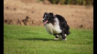 Sheltie Lynn  Agility training [upl. by Dell]