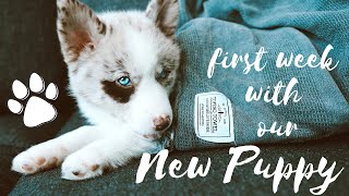 FIRST WEEK WITH OUR NEW POMSKY PUPPY  Vlog  8 week old Pomeranian x Husky puppy [upl. by Nauqas]