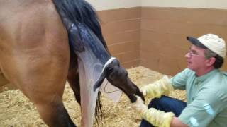 Maiden Mare  Minor Dystocia Attended Foaling  Horse SIde Vet Guide [upl. by Esau]