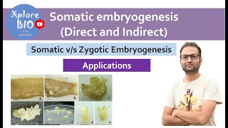 Somatic embryogenesis plant tissue culture Types direct and indirect Applications [upl. by Riedel982]