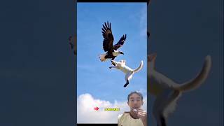 Pertarungan elang dan kucing eagle animals shortvideo faktamenarik faktaunik shorts cat [upl. by Bergerac]