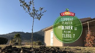 Comment planter un olivier en terre [upl. by Adaran]