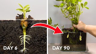 Full  90 Days Growing Peanut  Time Lapse  Seed to Peanuts [upl. by Botti]