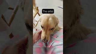 Shaming my dog online 🐶 goldenretriever dogs dogshorts lifeofluke uk norwich goldens funny [upl. by Yednil227]