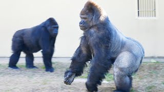 Silverback Gorilla Shows Off His Strength to Female  The Shabani Group [upl. by Kevon]