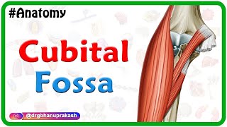 Cubital Fossa Anatomy Animation  Boundaries and Contents  USMLE Review [upl. by Harpole]