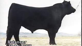 ABS Beef Sires 1994 [upl. by Noramac]