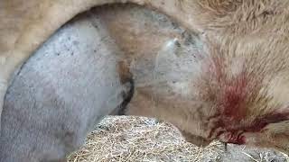 Abdominocentesis in cow Caudal abdominocentesis [upl. by Mcleroy]