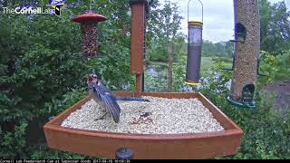 Immature Blue Jay Begs for More Seed Cylinder – August 18 2017 [upl. by Alpert74]