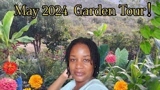 May 2024 Garden Tour 🌳 Food Store in my Backyard 🪴 FOOD Forest 💯 🇯🇲 💞 [upl. by Vaclav]