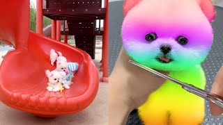 2024 Chó Phốc Sóc Mini 😍 Funny and Cute Pomeranian 😺🐶  cute animals161 [upl. by Eugaet829]