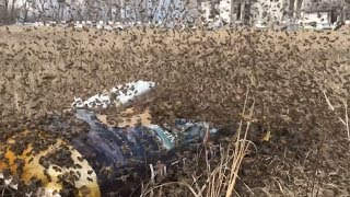 Open Dry Feeding Honey Bees terrific activity around the feeders today  April 15 2019 [upl. by Kaufman]