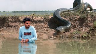 Anaconda Attack and Other Deadly Snakes  Wild Animal Encounter Action Packed film You Cant Miss [upl. by Rapp]