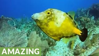 Unusual fish eats and changes color right before your eyes [upl. by Argus]