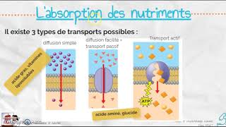 Labsorption des nutriments à travers lentérocyte [upl. by Annmaria]