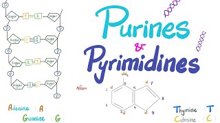 Purines Pyrimidines Nucleotides Nucleosides DNA RNA Denaturation amp Annealing [upl. by Teyugn]