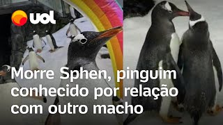 Pinguim que ganhou fama por casamento gay morre aos 11 anos em aquário da Austrália [upl. by Ferullo320]