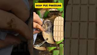 Hoof Pus Pressure Final Part hoof cow hooftrimmer hooftrimmer farrier hoofcare hoofgp [upl. by Mcnair]