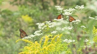 Monarch butterfly migration begins [upl. by Jammal]