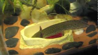 Axolotl feeding tutorial 33 [upl. by Anelim]