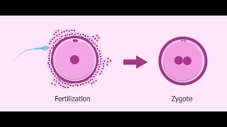 Genetic Recombination and Gene Mapping [upl. by Enamrahs]