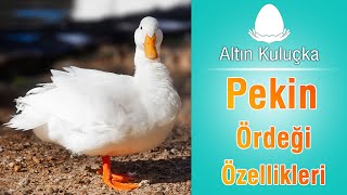 Pekin Ördeği Özellikleri ve verimi  Ördek yetiştiriciliği [upl. by Keary]