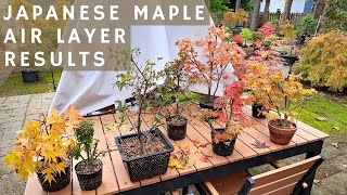 New Japanese Maple Bonsai from Air Layering [upl. by Mannie]