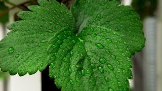 How To Control Humidity When Growing Indoors [upl. by Dov]