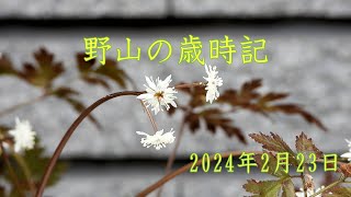 野山の歳時記 春の兆しを知らせる花たち 2024年2月23日 [upl. by Eeliah]