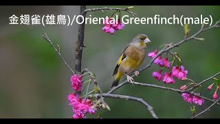 金翅雀Oriental Greenfinch [upl. by Cully]