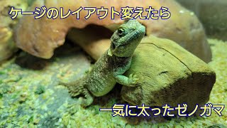 ゼノガマの飼育環境を変えてみた【シャベルカワリアガマ】 [upl. by Juliet]