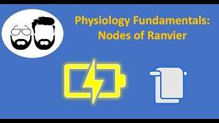 Node of Ranvier the Functions [upl. by Flanagan]