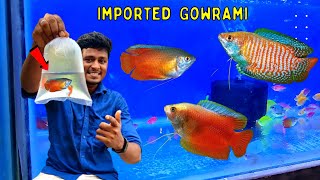 Imported Gourami Fish வாங்கியாச்சு  Red Colisa Gourami Fish  Vijay Vlogs [upl. by Ettenahc]