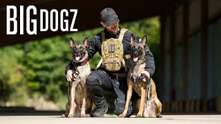 I Trained My Dogs To A Military Standard  BIG DOGZ [upl. by Atinaw]