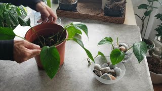 Bouture et entretien du pothos  philodendron scandens [upl. by Ingamar]