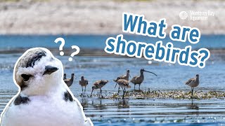 Shorebirds 101  What are shorebirds [upl. by Russia]